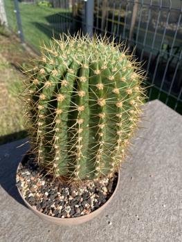 Soehrensia bruchii